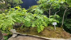 BONSAI BOS ZIJDEGLANS EIKEN