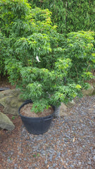 ACER PALM. SHISHIGASHIRA 1,20M