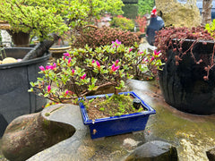 AZALEA BONSAI