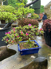 AZALEA BONSAI