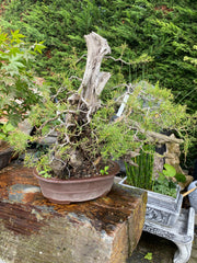 Juniperus Tanuki bonsai