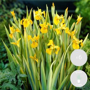 PLANTEN PAKKET ZWEMVIJVER